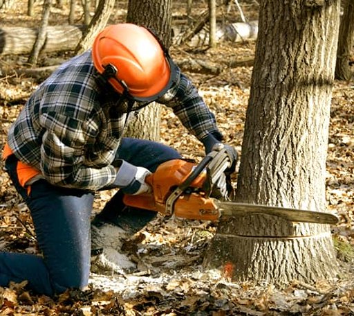 Tree Removal in Holden, LA